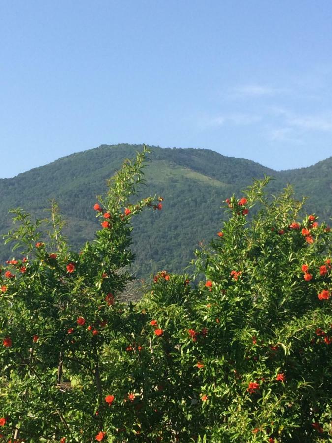 Гостевой Дом Эльвира Gagra Esterno foto